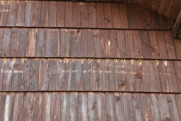 Cost of Woodpecker Hole Filling in Jonesboro