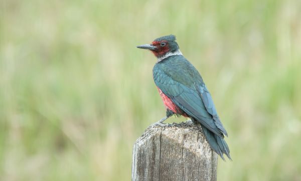 Cost of Woodpecker Hole Patching in Jonesboro