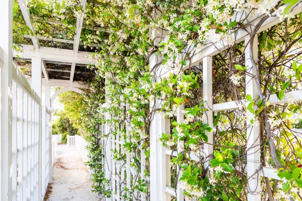 Cost of Trellis Repair in Jonesboro