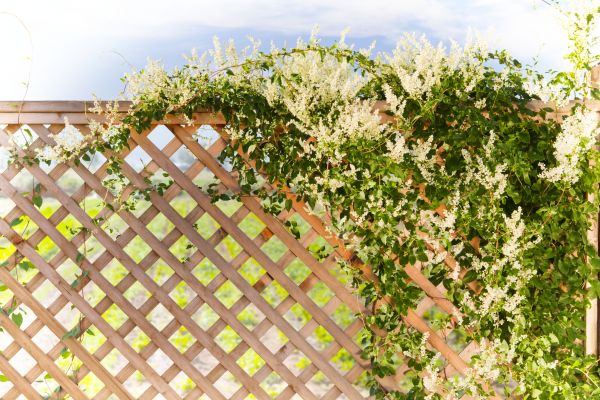 Cost of Lattice Repair in Jonesboro