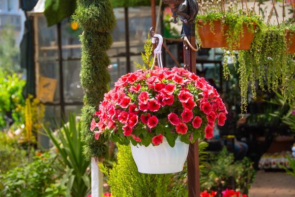 Cost of Hanging Planter Installation in Jonesboro