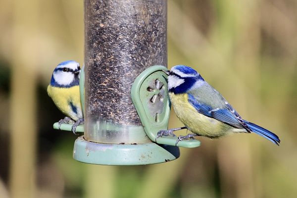 Bird Feeder Mounting Service in Jonesboro