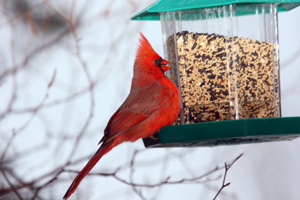 Bird Feeder Hanging in Jonesboro